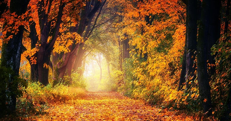 Survivre en forêt : les techniques essentielles que vous devez connaître